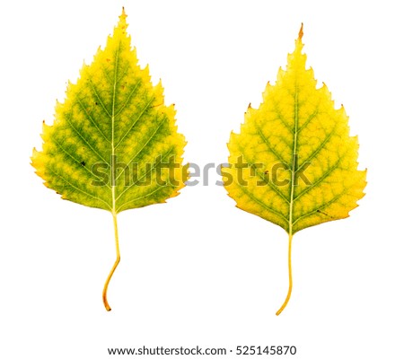 Close-up Photograph of front and backside of a withering autumnal birch tree leaf isolated on white background in high resolution