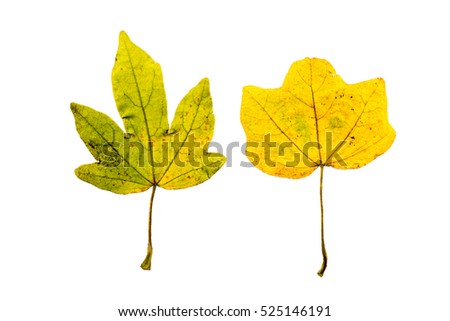 Close-up Photograph of a withering autumnal fig tree leaves isolated on white background in high resolution