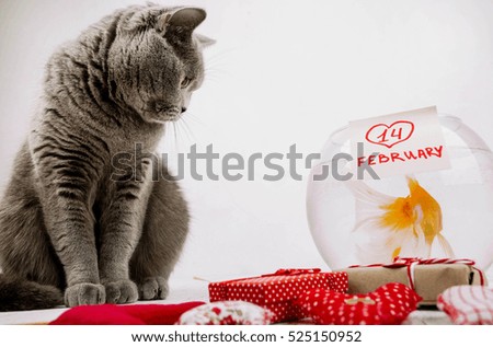 gray cat sitting near aquarium with fish and gift boxes