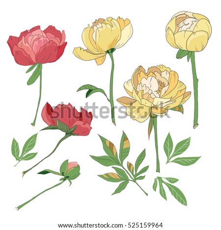 Set of red and yellow peonies with leaves