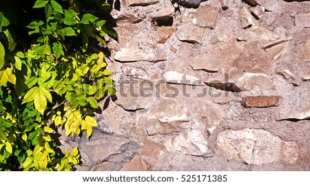 Stone wall with green leaves, sunny day