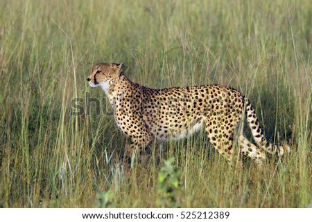 The cheetah (Acinonyx jubatus), also known as the hunting leopard, young female is preparing for the hunt.