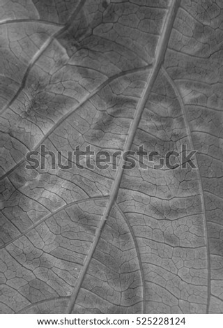 Black and white leaf texture and/or background. 