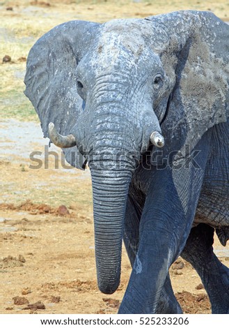 portrait of a full front elephant with trunk hanging looking directly at camera in Hwange National Park, Zimbabwe, Southern Africa