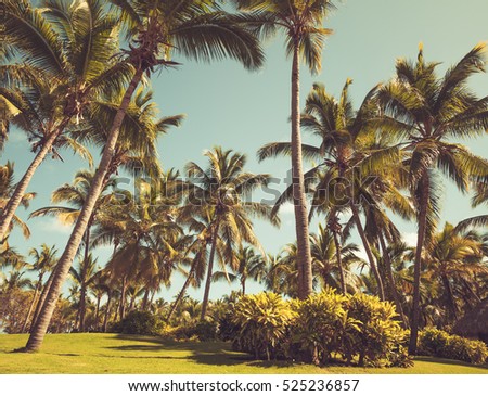 Palm trees in resort garden, tropical vacation background. Vintage style, photo with tonal correction filter effect old instagram style