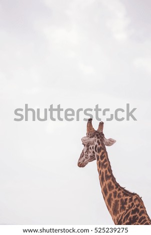 Giraffes in masai mara in kenya africa