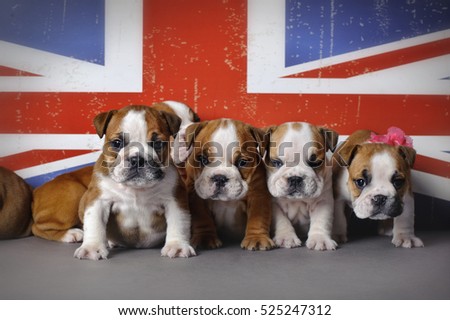 English bulldog puppies on Union Jack flag background