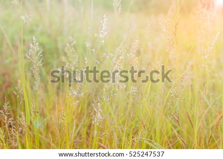 smooth meadow ,Making light soft and blur.
