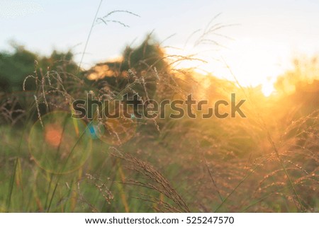 Sunrise and smooth meadow ,Morning atmosphere landscape.
