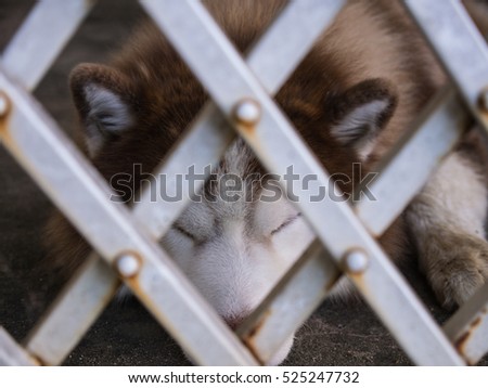 Siberian Husky Lying behind a Steel Curtain