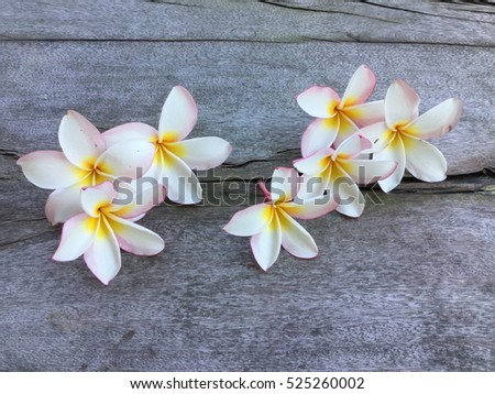 set almeria, pink plumeria flowers 