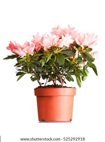 Indian azalea with flowers of salmon color in a pot, it is isolated on a white background