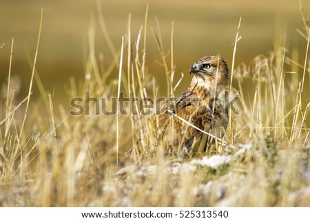 Bird of prey. Yellow nature background.
Bird: Long legged Buzzard. Buteo rufinus.