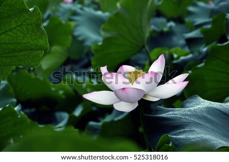 Blossom pink lotus flower in pond
