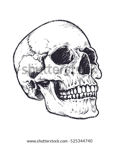 Anatomic Skull Vector Art. Detailed hand-drawn illustration of skull. Grunge weathered illustration.