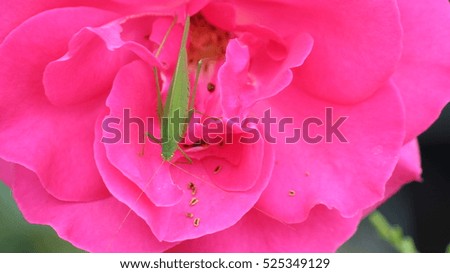 Grashopper in a pink open rose-close shot