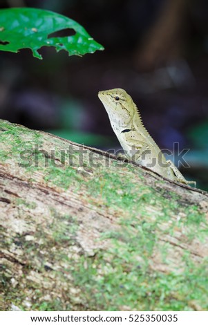 Gila, closeup on wood in tropical forest Asia in Thailand. focus at eyes