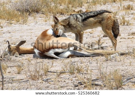 Wild Jackal is grieving and very sad about the death of his springbok friend, Africa. Animal love and saying good bye, loneliness metaphor
