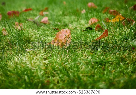 fallen autumn leaves on grass