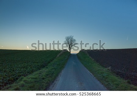 Road in Denmark Europe Scandinavia. Beautiful landscape at sunset evening with single tree on hill. Nice, calm, peaceful and joyful image. Lovely happy outdoors.