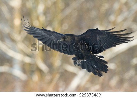 Bird - flying Black Common raven (Corvus corax). Winter. Halloween