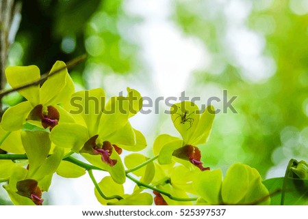 yellow orchid and spider on nature background
