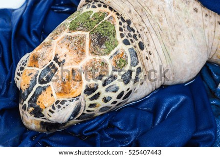 Sick Sea turtle close up at the head.