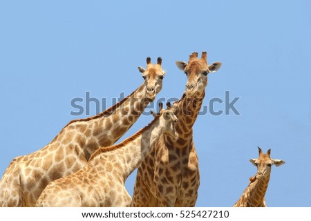 Happy African Giraffe family with baby animal is posing for the camera in blue sky, Namibia, Africa