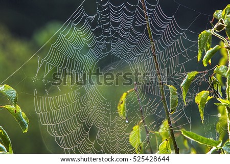cobweb