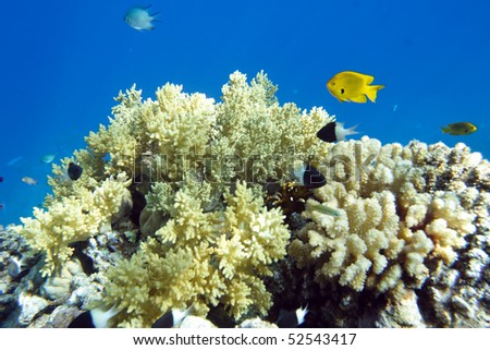 Coral fish of Red sea. Egypt