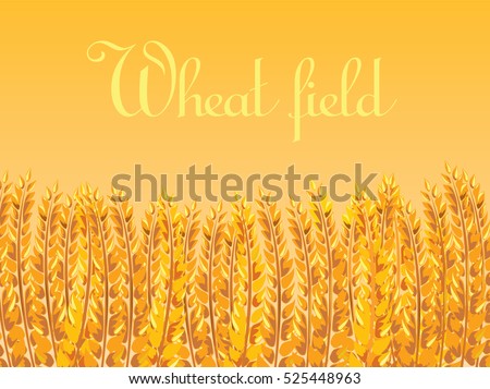 Wheat field on a Sunny morning. Vector illustration. 