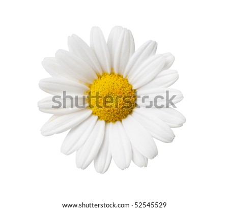 Daisy flower isolated with hand made clipping path Royalty-Free Stock Photo #52545529