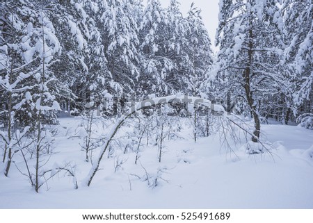 In the winter a lot of snow has fallen in the forest