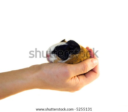 Holding a newborn guinea pig in a hand (give shelter)