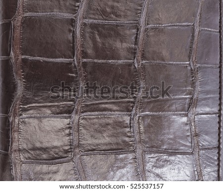 Crocodile skin brown color leather texture background,genuine crocodile leather pattern,please use these pattern to reduce killing of crocodile purpose