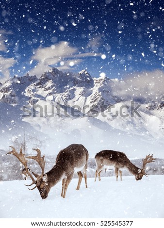 Fairy-tale picture with deer in heavy snowfall. Christmas postcard.
