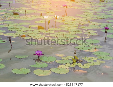 Many of Lotus flowers in the pond.