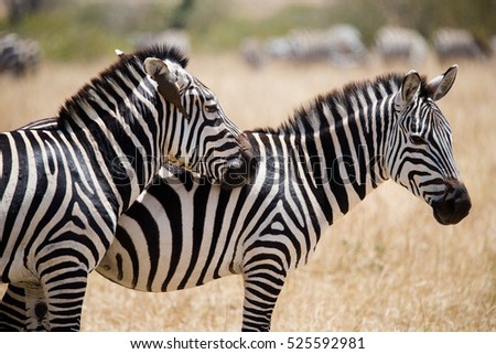 Zebras in the hot Masai Mara National Park Kenya