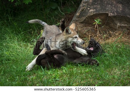 Grey Wolf Pups (Canis lupus) Rough Play - captive animals