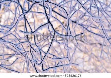 branch covered with frosty rime. winter macro picture. frosty winter, sunny day. Beauty!     sunset through the frost