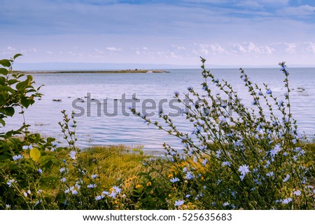 moving Geese parade in St Lawrence river, with beautiful natural blue and yellow flowers on beach  Charlevoix, Quebec, Canada Royalty-Free Stock Photo #525635683