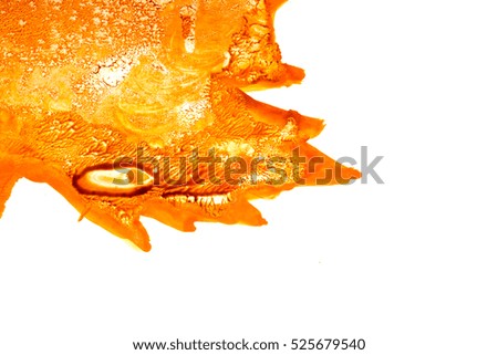 texture coloring maple leaf on a white background