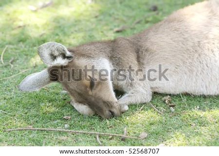 Kangaroo Animal in the Wild at Australia