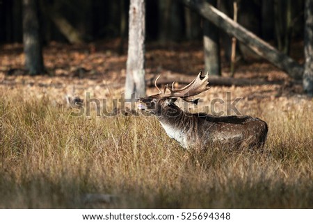 Portrait of a roaring stag in autumn sunlight