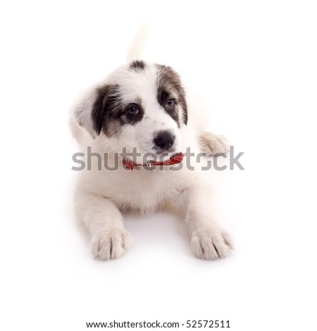 picture of a small bucivinean shepard puppy over white
