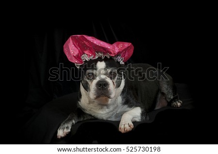 Boston terrier dog with a disguise in front of black background