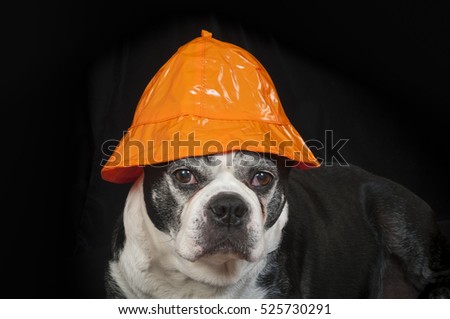Boston terrier dog with a disguise in front of black background