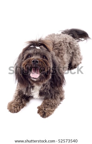 picture of a seated black bichon over white background
