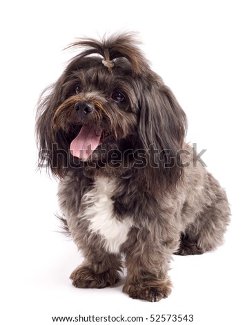 picture of a curious black bichon over white background