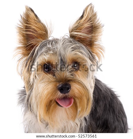 closeup picture of a yorkshire terrier with mouth open